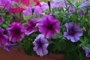 Read more about the article Annual Plants: Introduction and care tips
