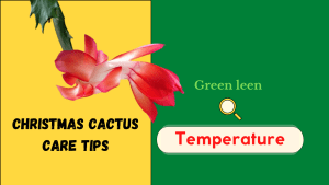 Read more about the article What temperature is too cold or hot  for Christmas cactus?