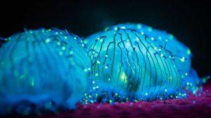Read more about the article Bioluminescent plants: Nature’s Own Light Show