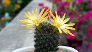 Read more about the article What temperature is too cold for cactus?
