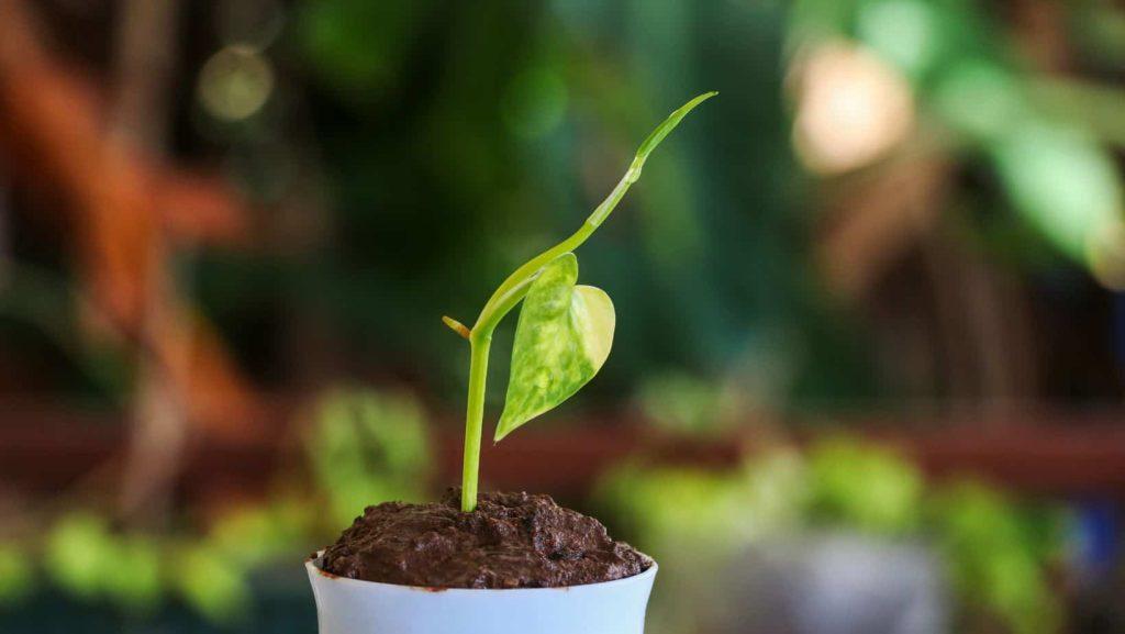 Vining growth of baby Pothos plant toward light source