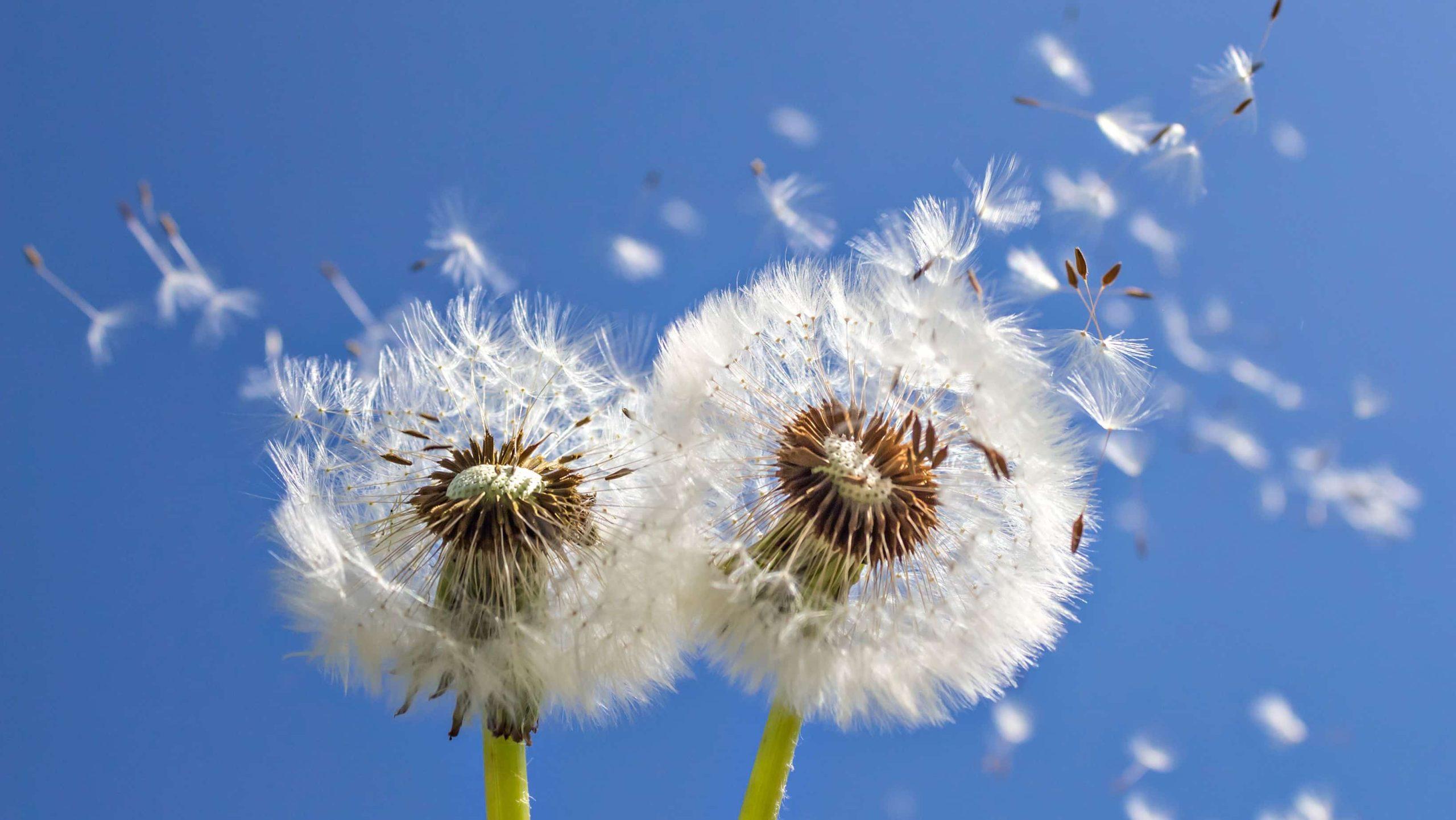 Dandelion seeds dispersal by wind