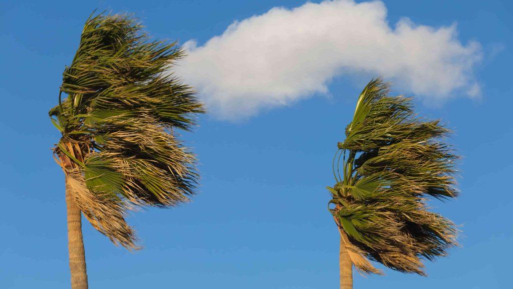 Palm tree showing anemotropism in wind