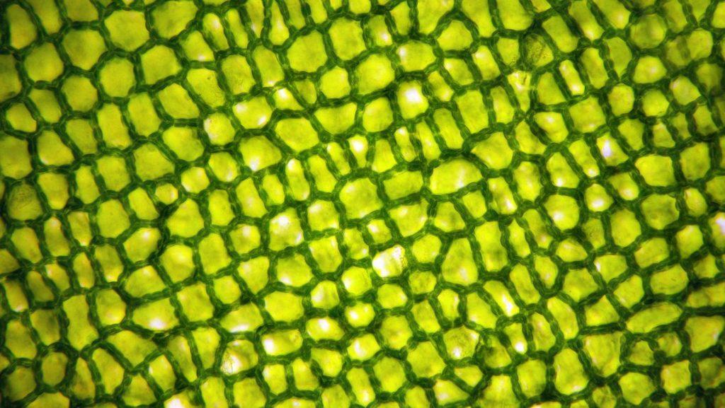 Thick plant cell wall