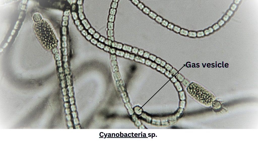 Gas vesicles in Cyanobacteria helps in phytoplankton adaptation