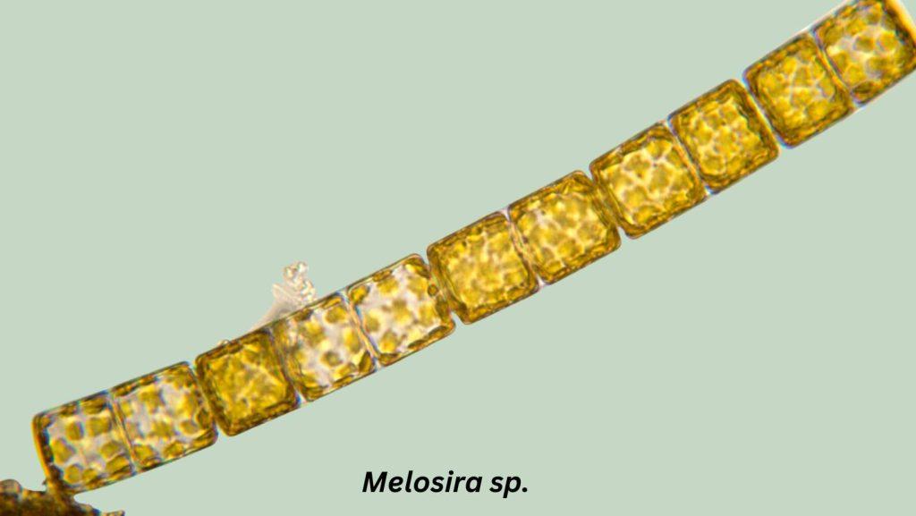 Melosira algae microscopic view
