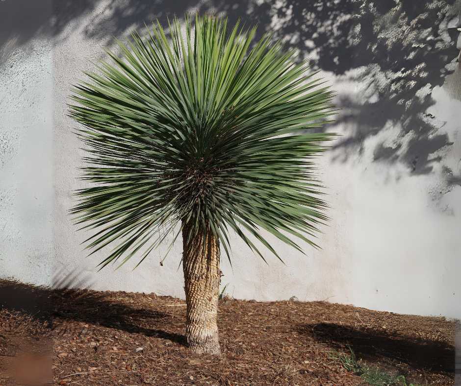 Yucca in garden