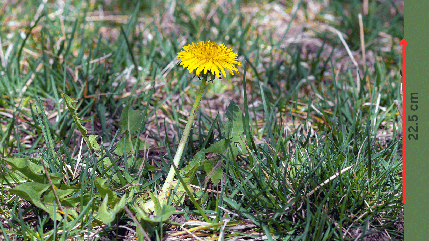 Dandelion in lawn with yellow flower